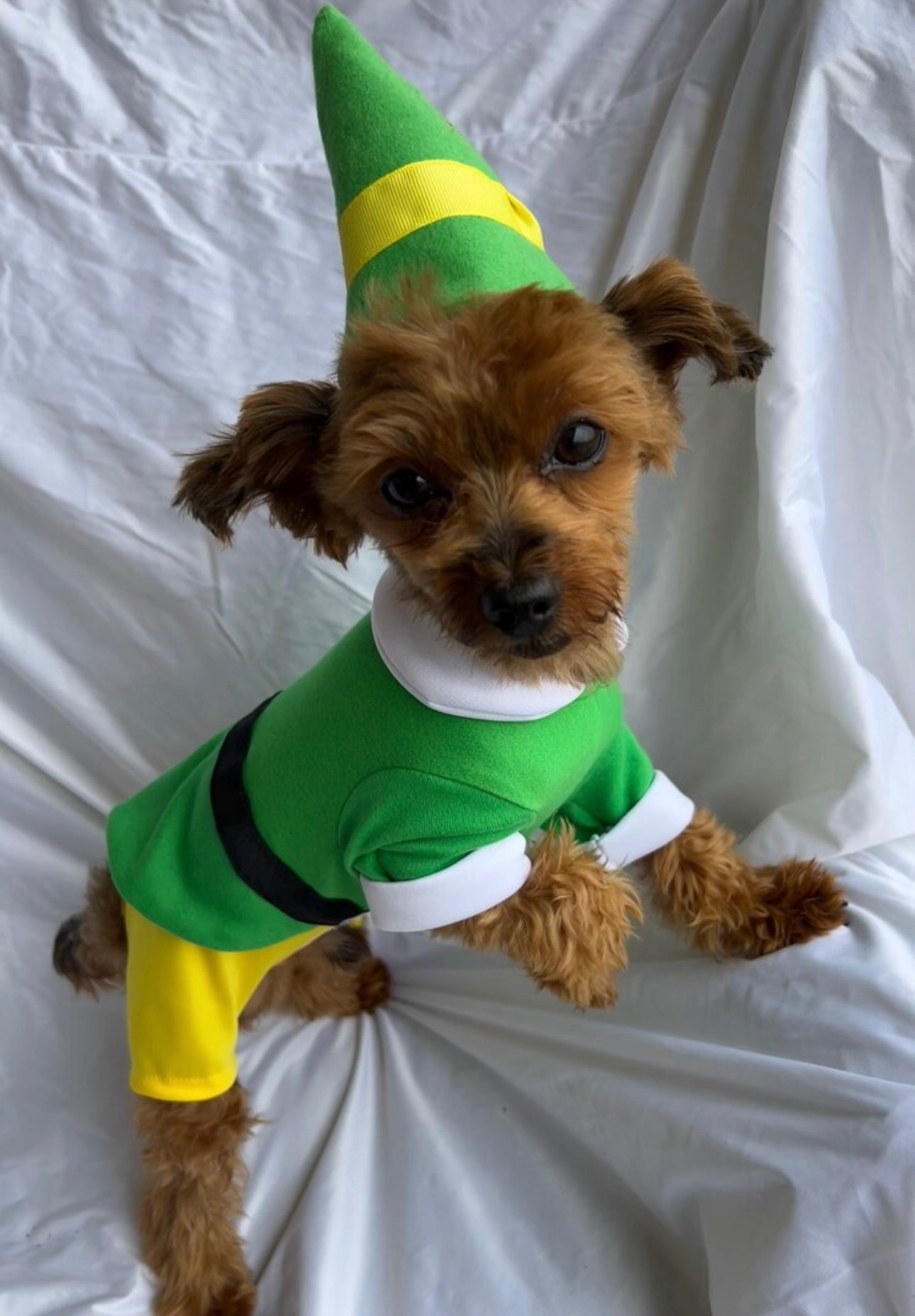 Christmas Pet Outfit – Santa & Elf Holiday Costume for Dogs & Cats