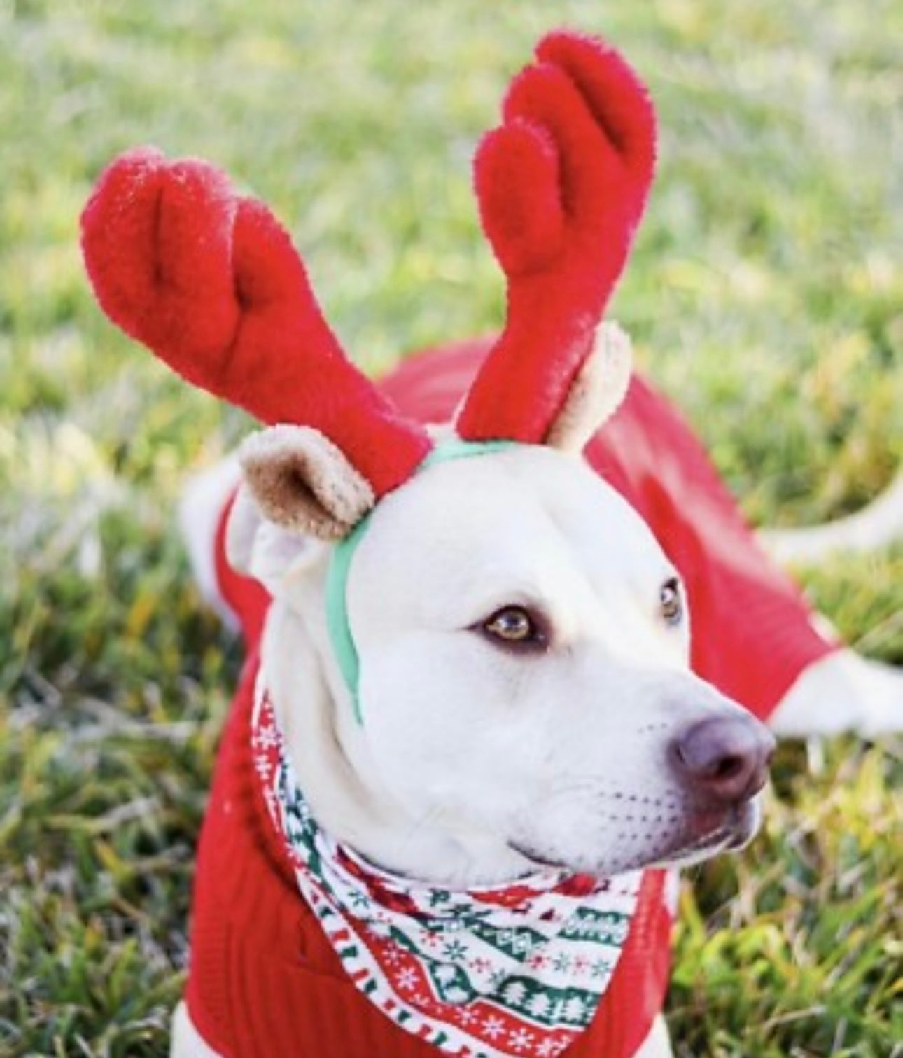 Christmas Reindeer Antler Headband – Holiday Costume for Dogs & Cats