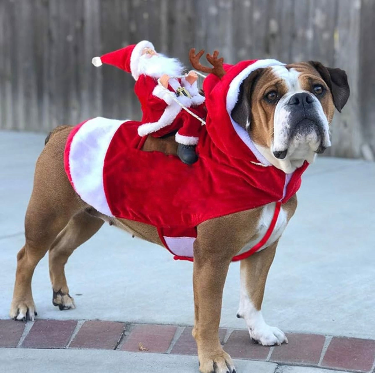 Christmas Pet Outfit – Santa & Elf Holiday Costume for Dogs & Cats